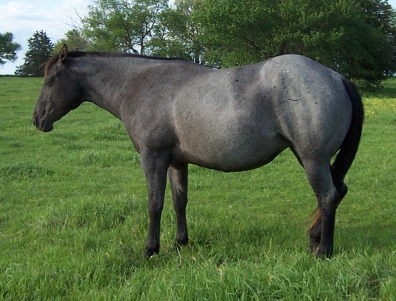 blue roan quarter horse Blue roan quarter horse