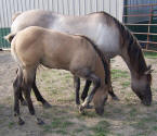 2009 grullo colt with his silvery grullo dam