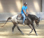 Colt by Blue Yahooty Hancock, now in training with Bo Kasbergen in Holland. Thanks Rachelly!