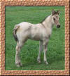 Silver grullo filly, Iowa