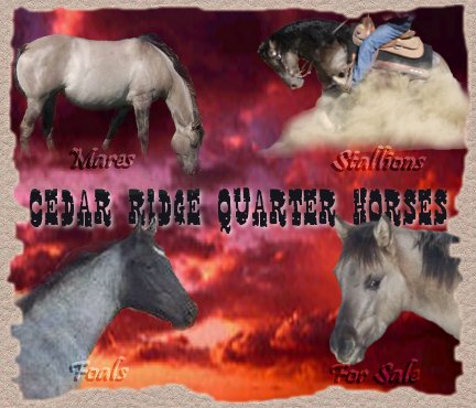 grullo grulla reining horse, stallion, blue roan, for sale, stallion, silver grulla