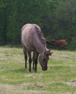 silver grullo quarter horse