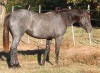 Thanks Fallen Rock Ranch! www.fallenrockranch.com