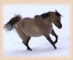 silver grullo quarter horse