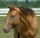 Champagne quarter horse