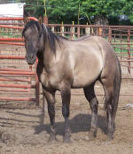 silver grullo foundation quarter horse stallion