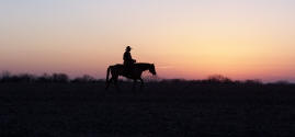 Grullo ( grulla) roan quarter horse stallion