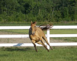 Champagne quarter horse