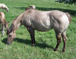 Silver grulla mare