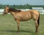 Champagne quarter horse