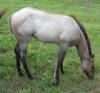 silver grullo quarter horse