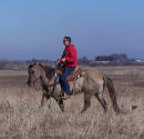 silver grullo quarter horse