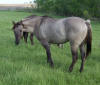 silver grullo quarter horse