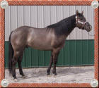 Grullo (grulla) reining quarter horse