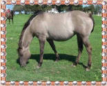 silver grullo grulla quarter horse silver grullo quarter horse