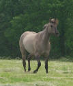 silver grullo quarter horse