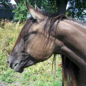 grullo grulla quarter horse mare