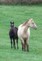 Champagne quarter horse