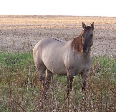 silver grullo grulla quarter horse silver grullo quarter horse