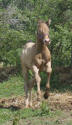 Champagne Quarter Horse